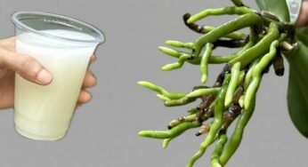 Quest’acqua magica farà rivivere istantaneamente la tua orchidea