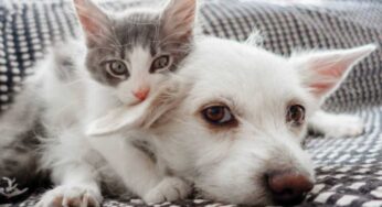 Animali domestici in casa: come avere casa pulita e profumata